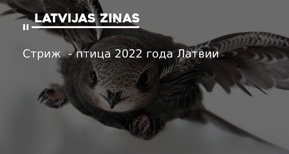 Фото Птицы Года 2022